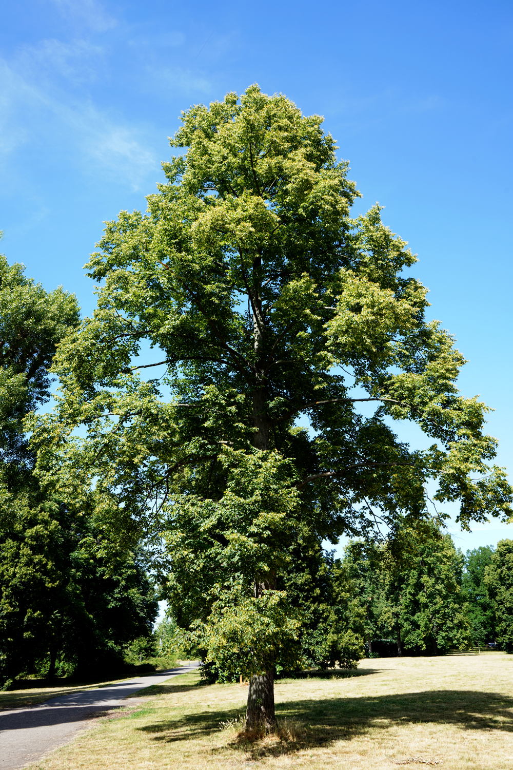 Baum im Volkspark