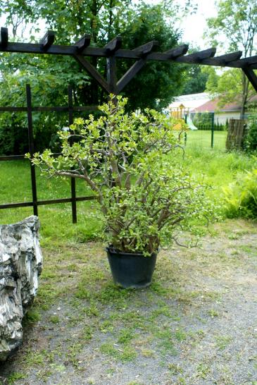 Baum im Kübel