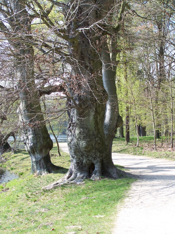 Baum mit Füßen