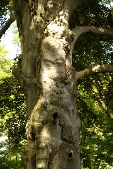 Baumgeist im Schlosspark