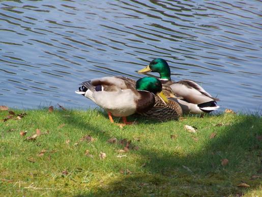 Wildenten in Machern