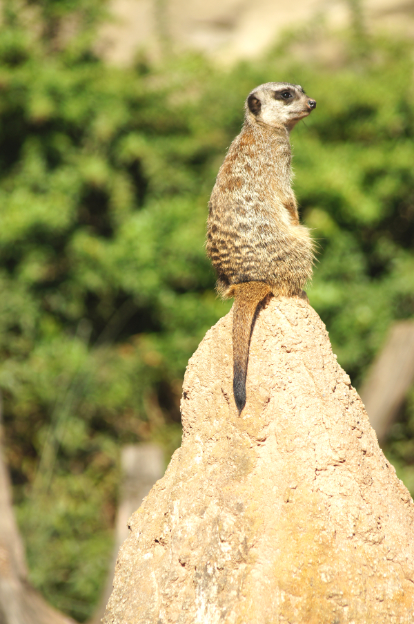 Erdmännchen