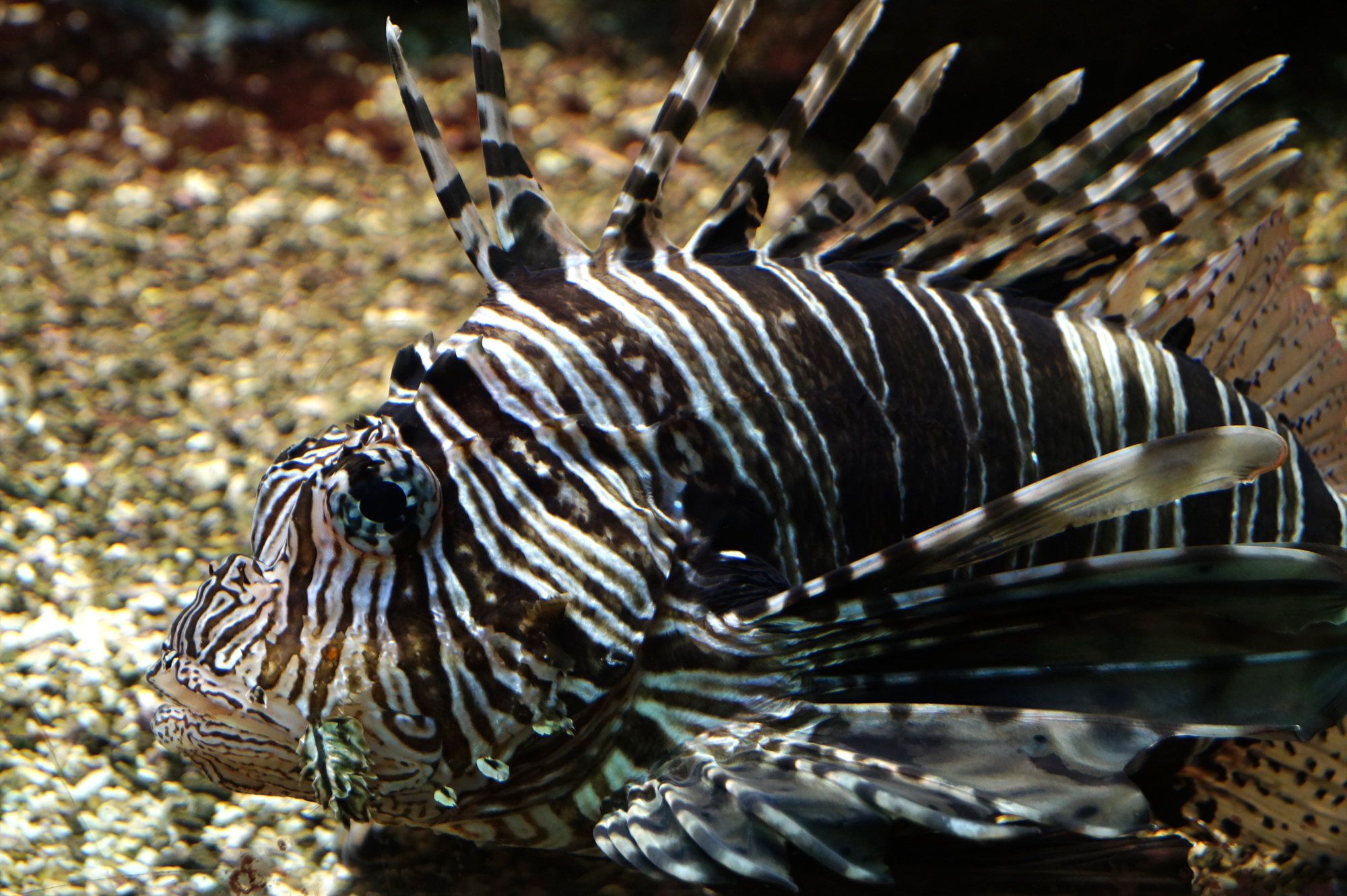 Feuerfisch 2