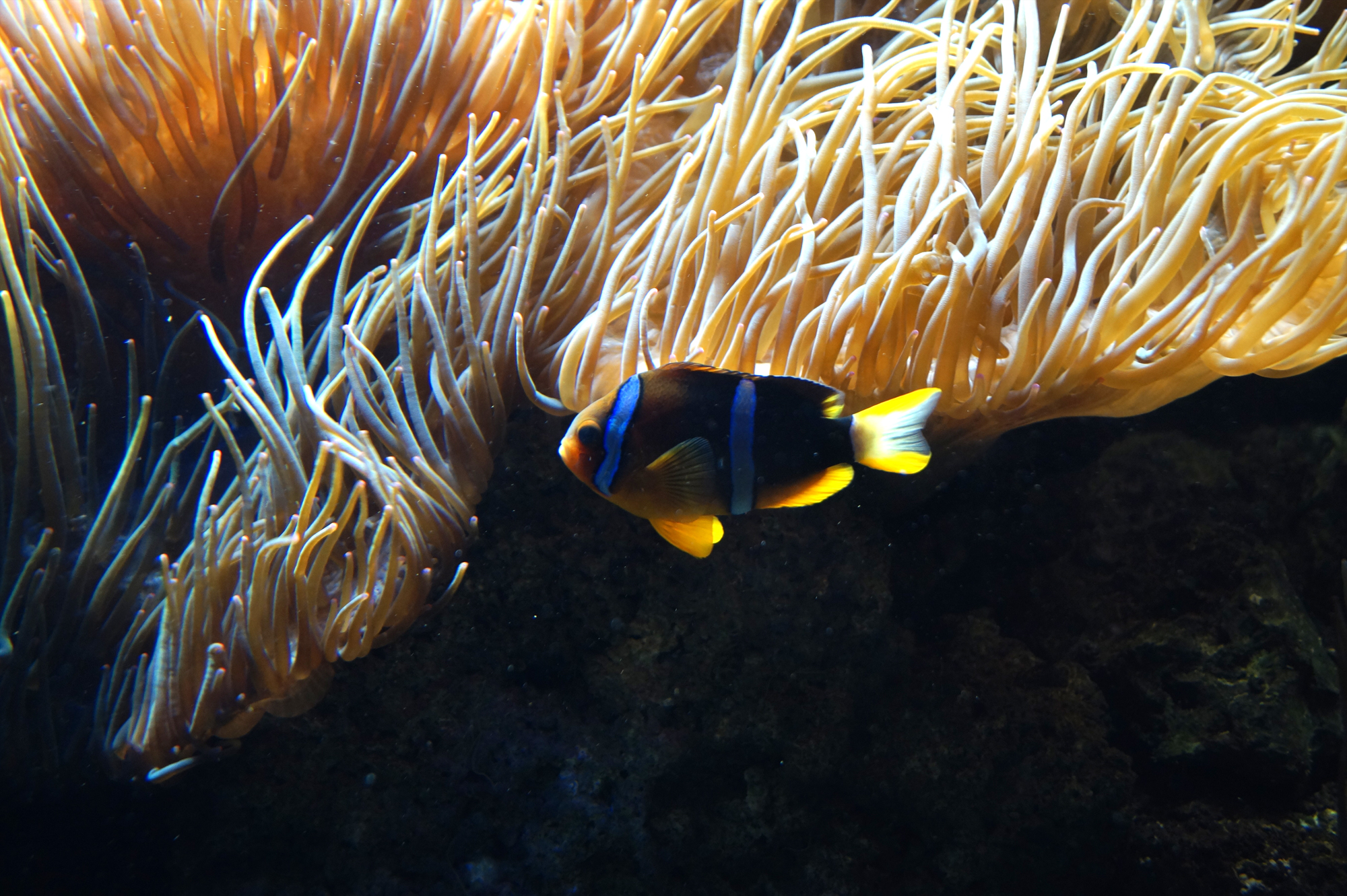 Fisch mit Aktinie