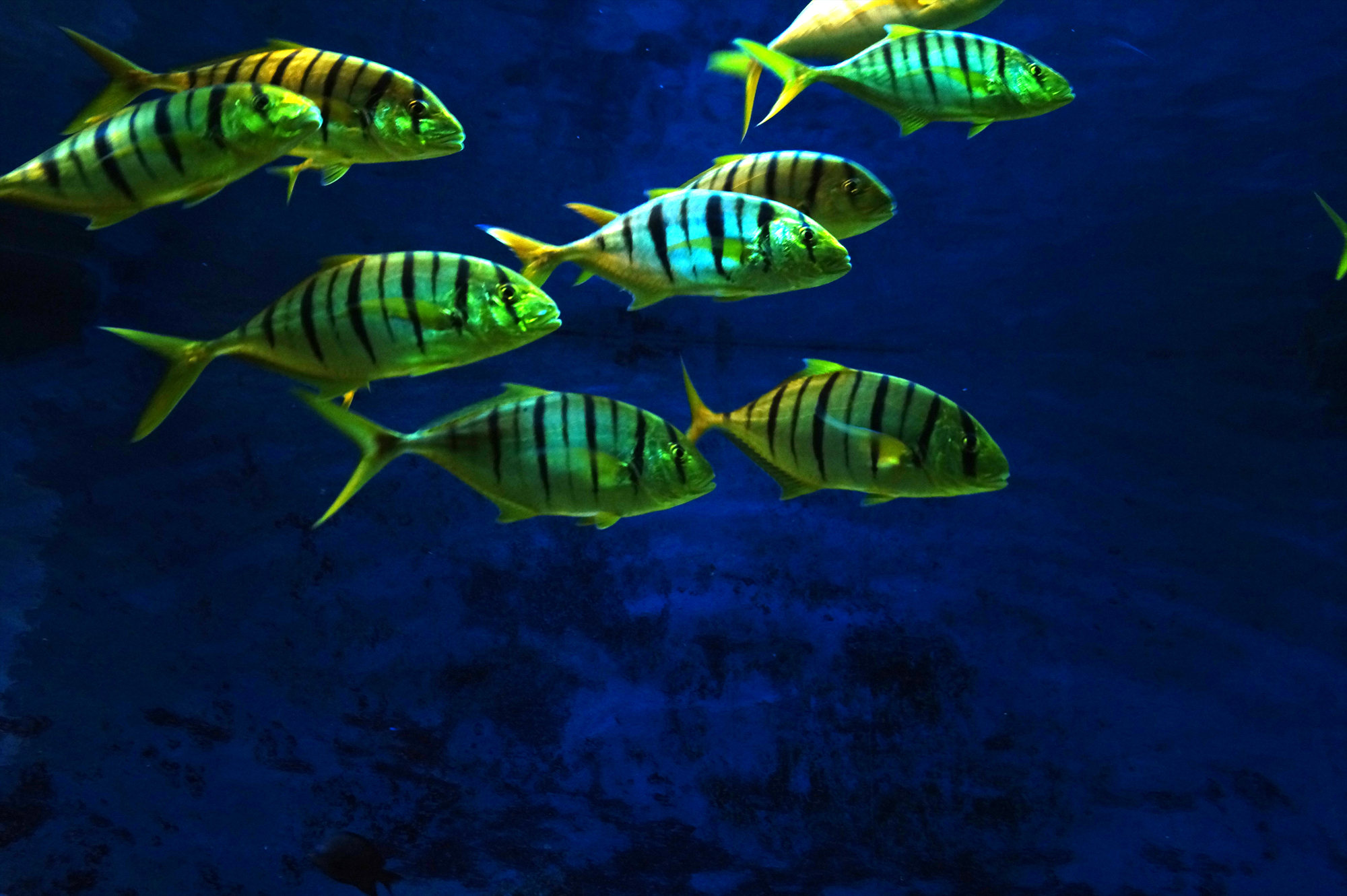Fische 3