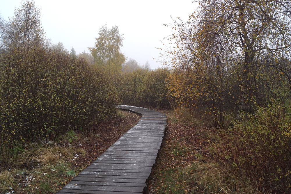 Im Schwarzen Moor