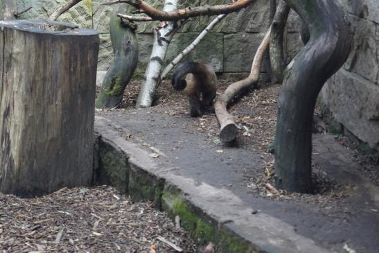 Im Tropenhaus Bansin ein Kapuzineräffchen