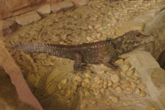 Krokodil im Meereaquarium Oberwisenthal