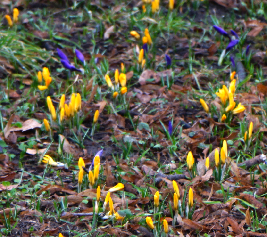 Krokusse