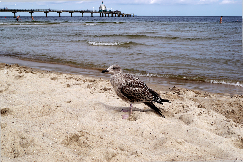 Möwe mit Vinetabrücke