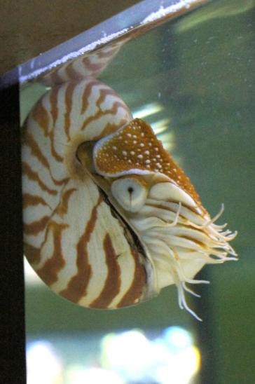 Nautilus, ein Urtier