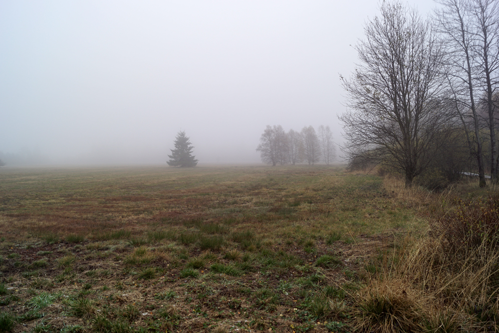 Nebel im Schwarzen Moor
