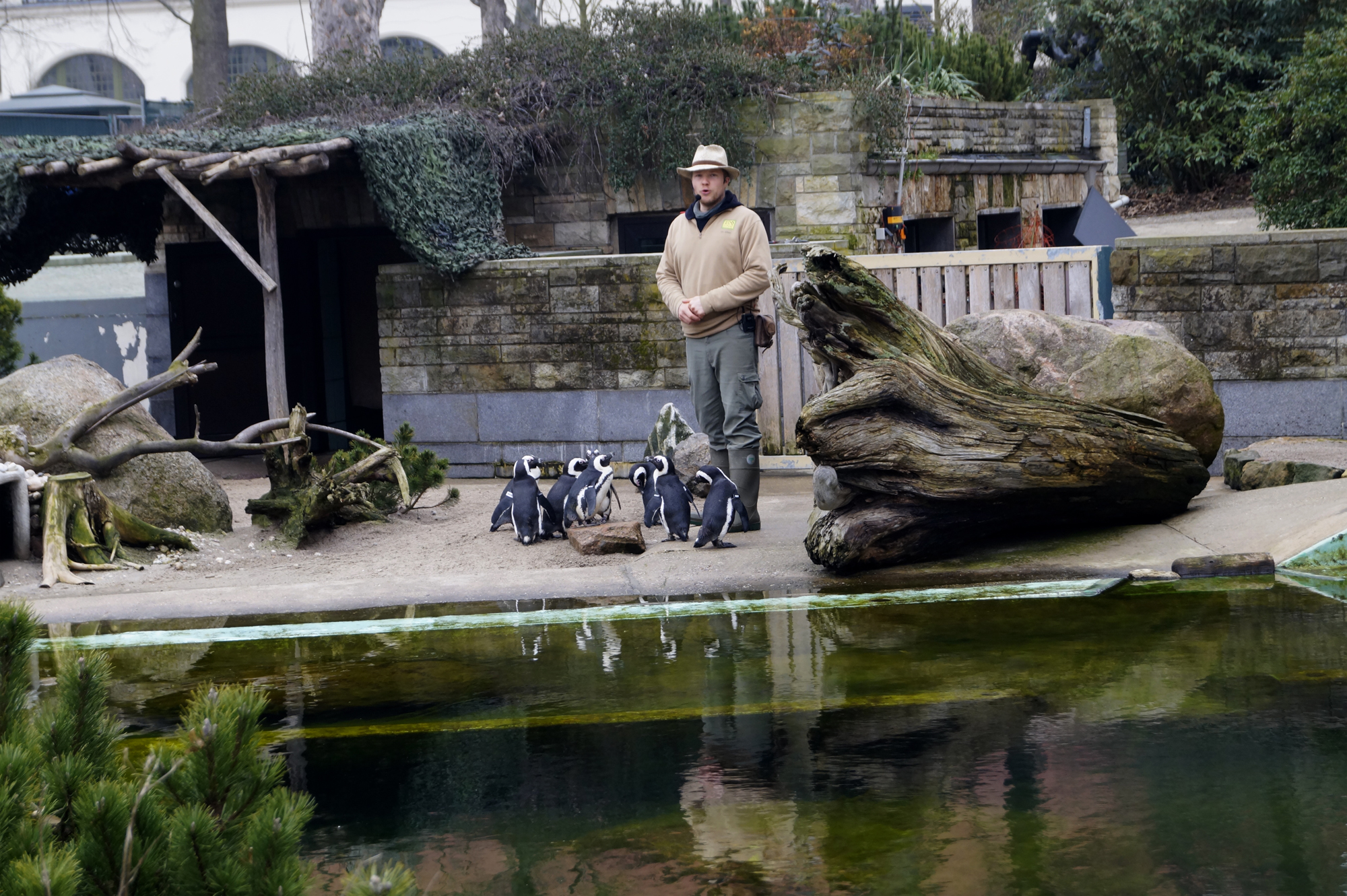 Pinguine 1