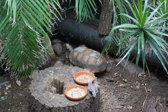 Schildkröte mit Vogel