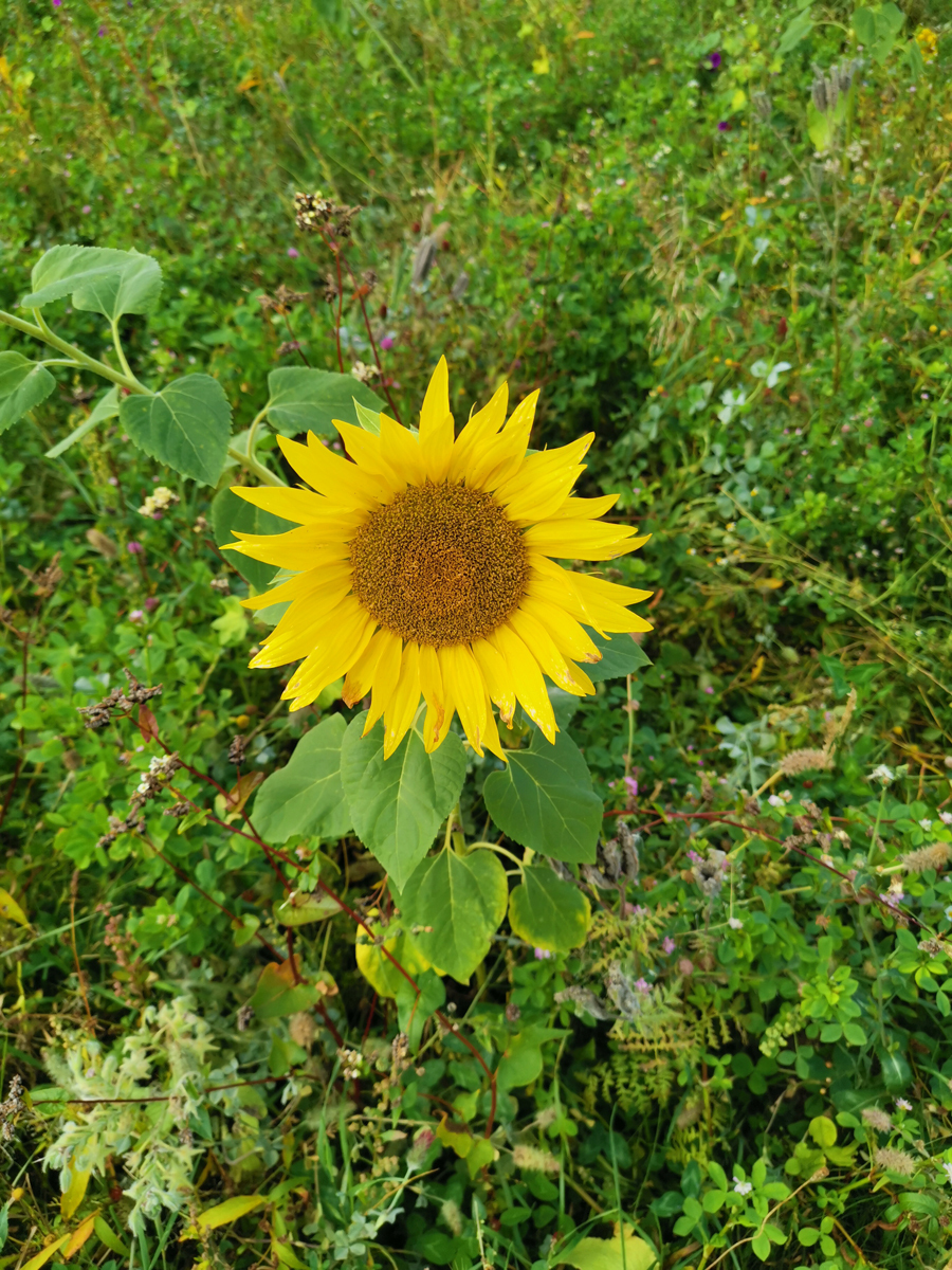 Sonnenblume