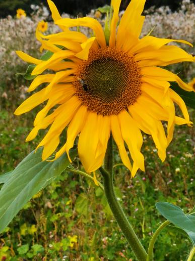 Sonnenblume hinter der Endlerkuppe