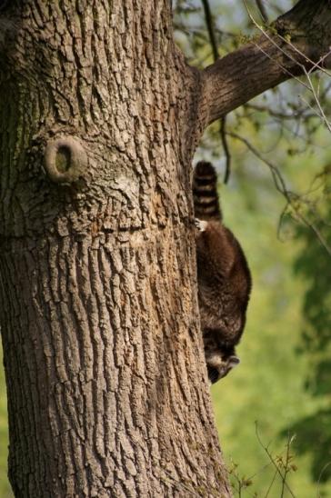 Waschbär auf Baum