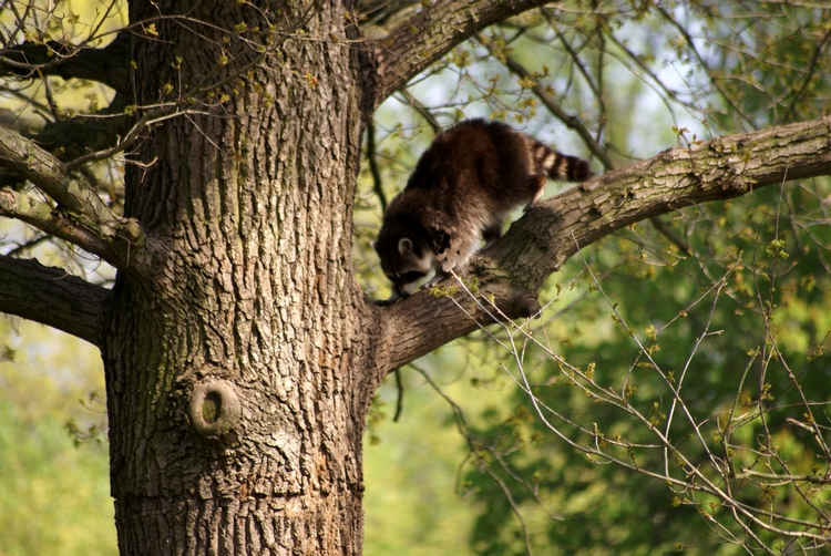 Waschbär